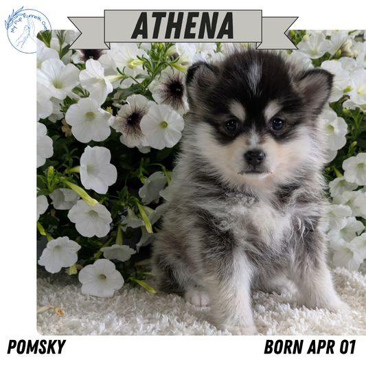 POMSKY (04/01) FEMALE
