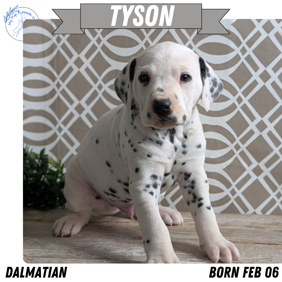 DALMATIAN (FEB 06) MALES