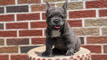 FRENCH BULLDOG (MAR 09) FEMALES