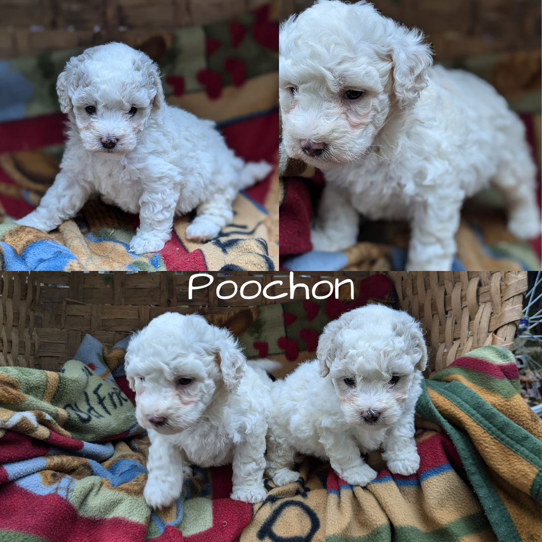 POOCHON (09/30) FEMALE