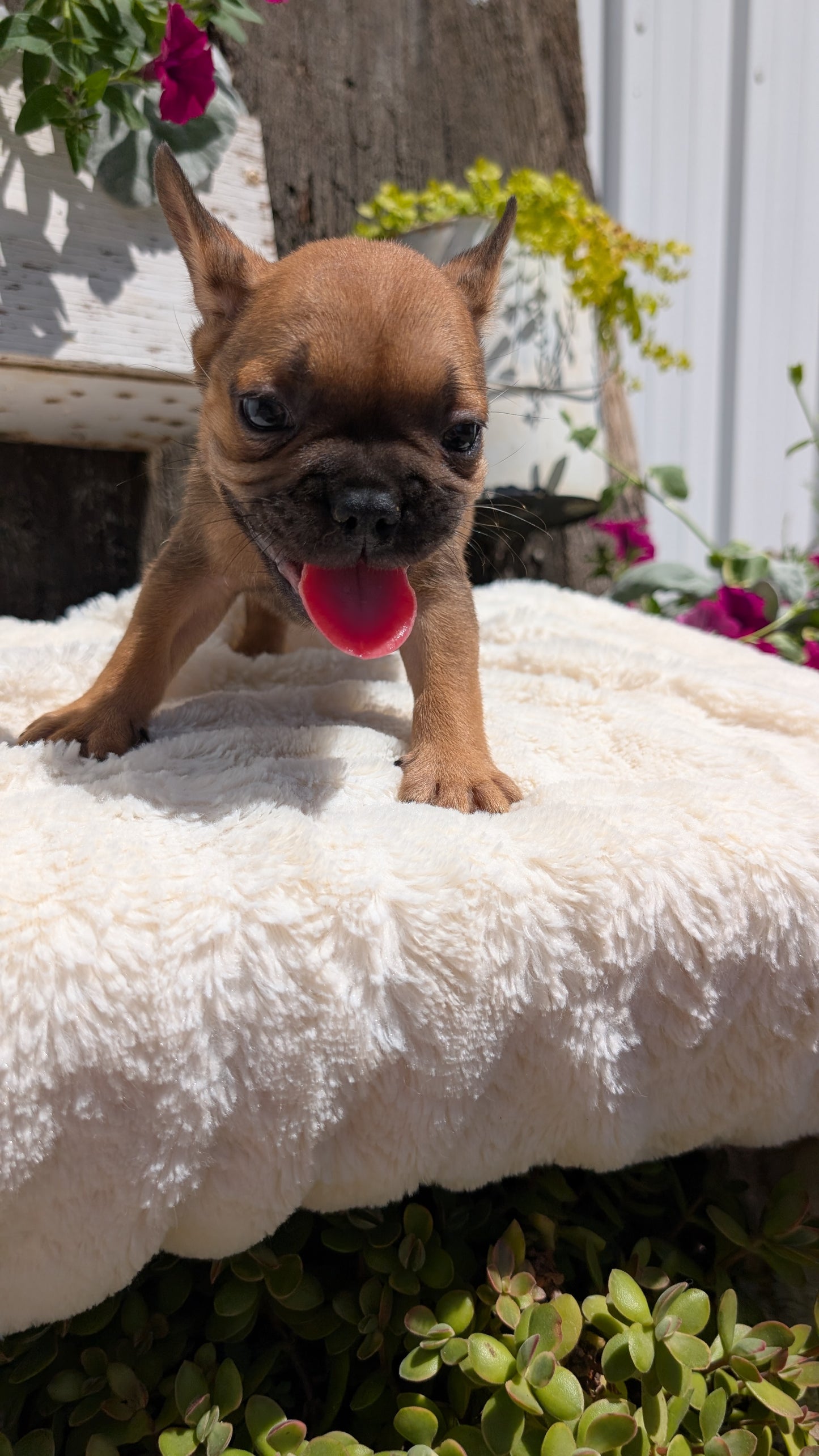 FRENCH BULLDOG (05/07) MALE
