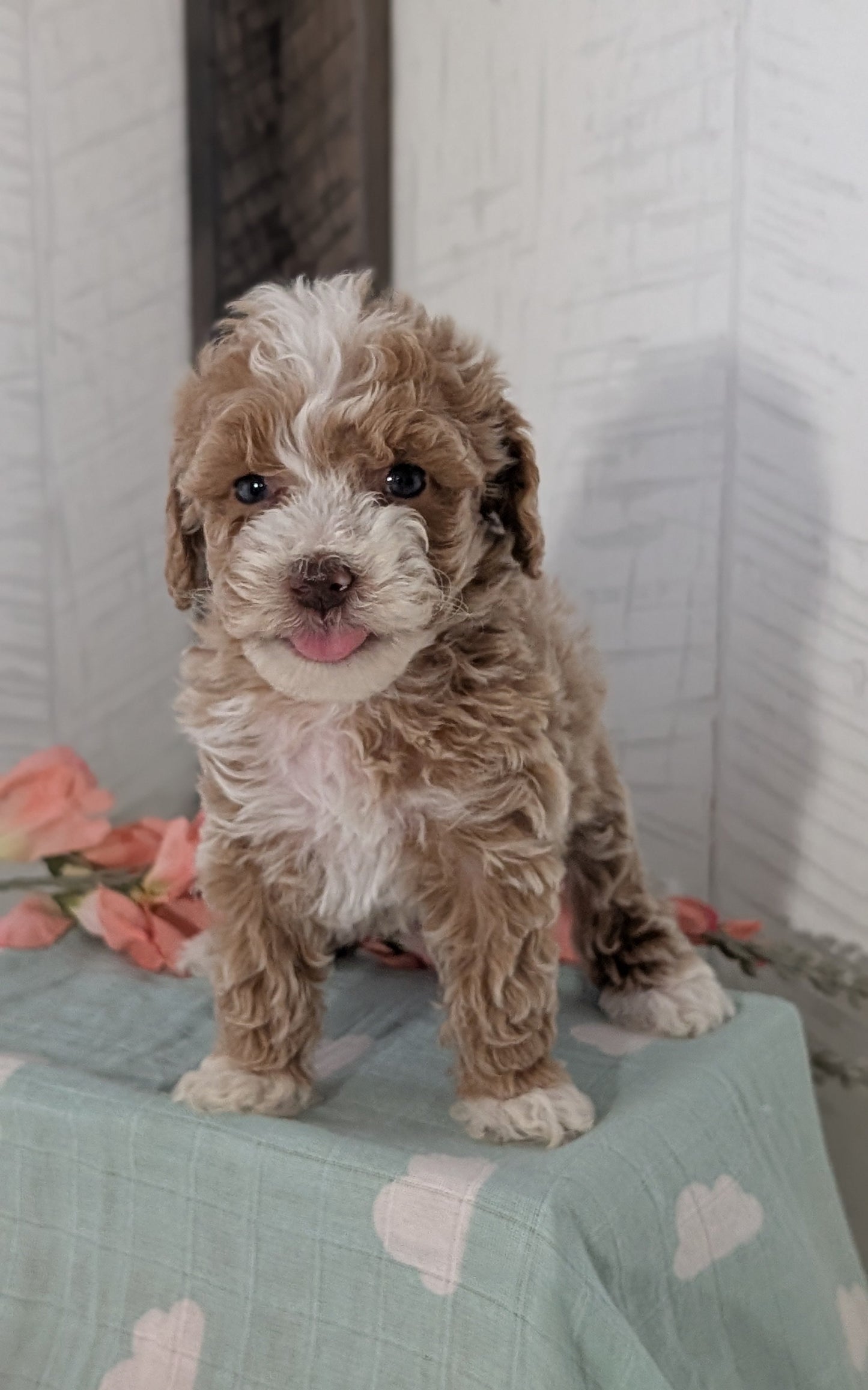 COCKAPOO (FEB 04) FEMALES