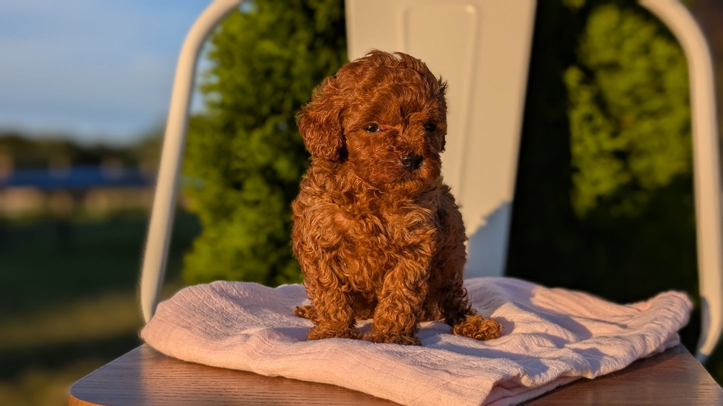 MINI POODLE (MAY 12) FEMALES
