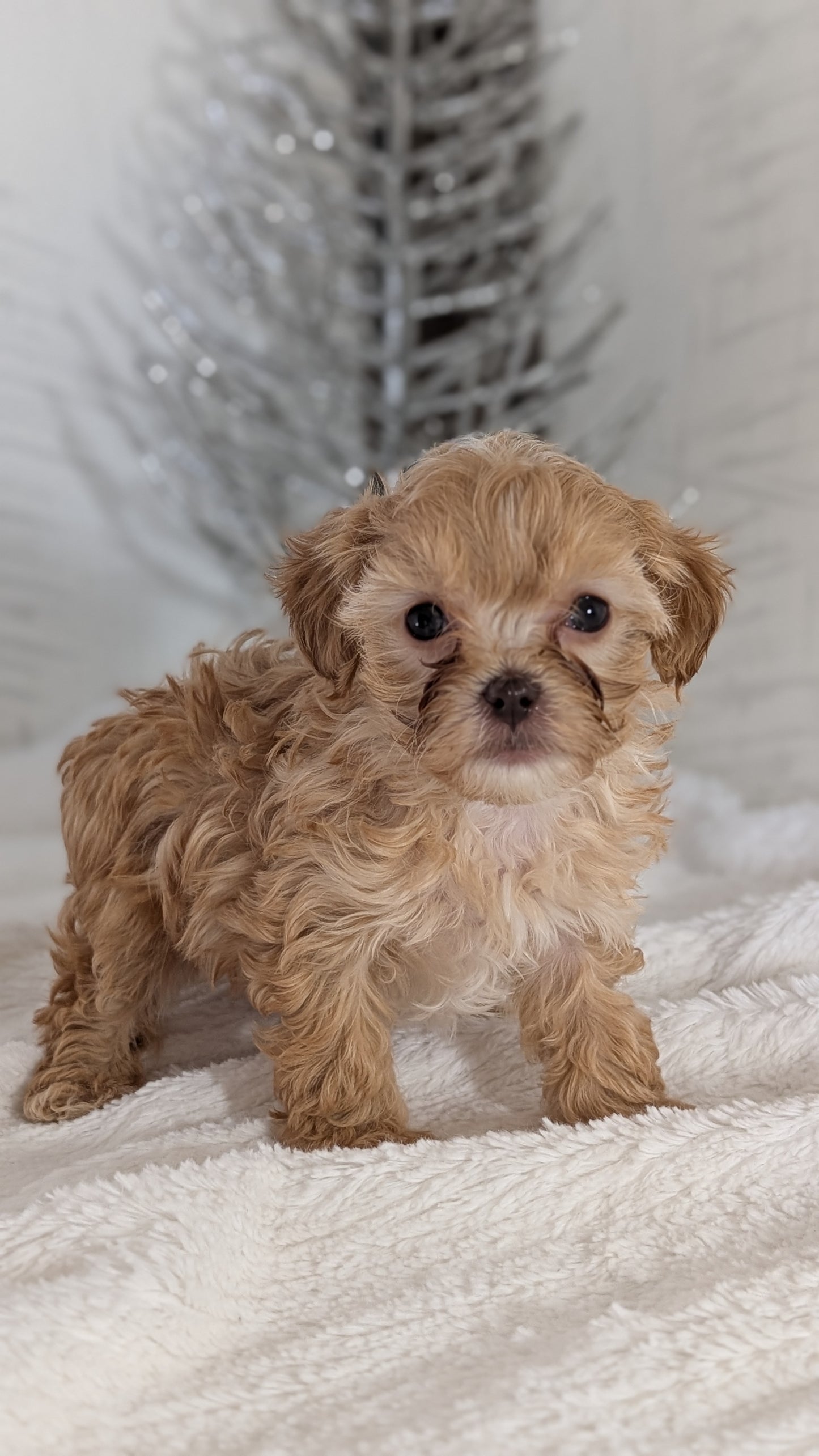 CAVAPOO (NOV 08) MALES