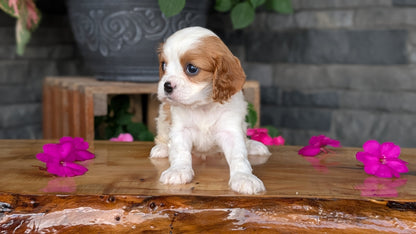 CAVALIER (JUL 18) 3 FEMALES/2 MALES