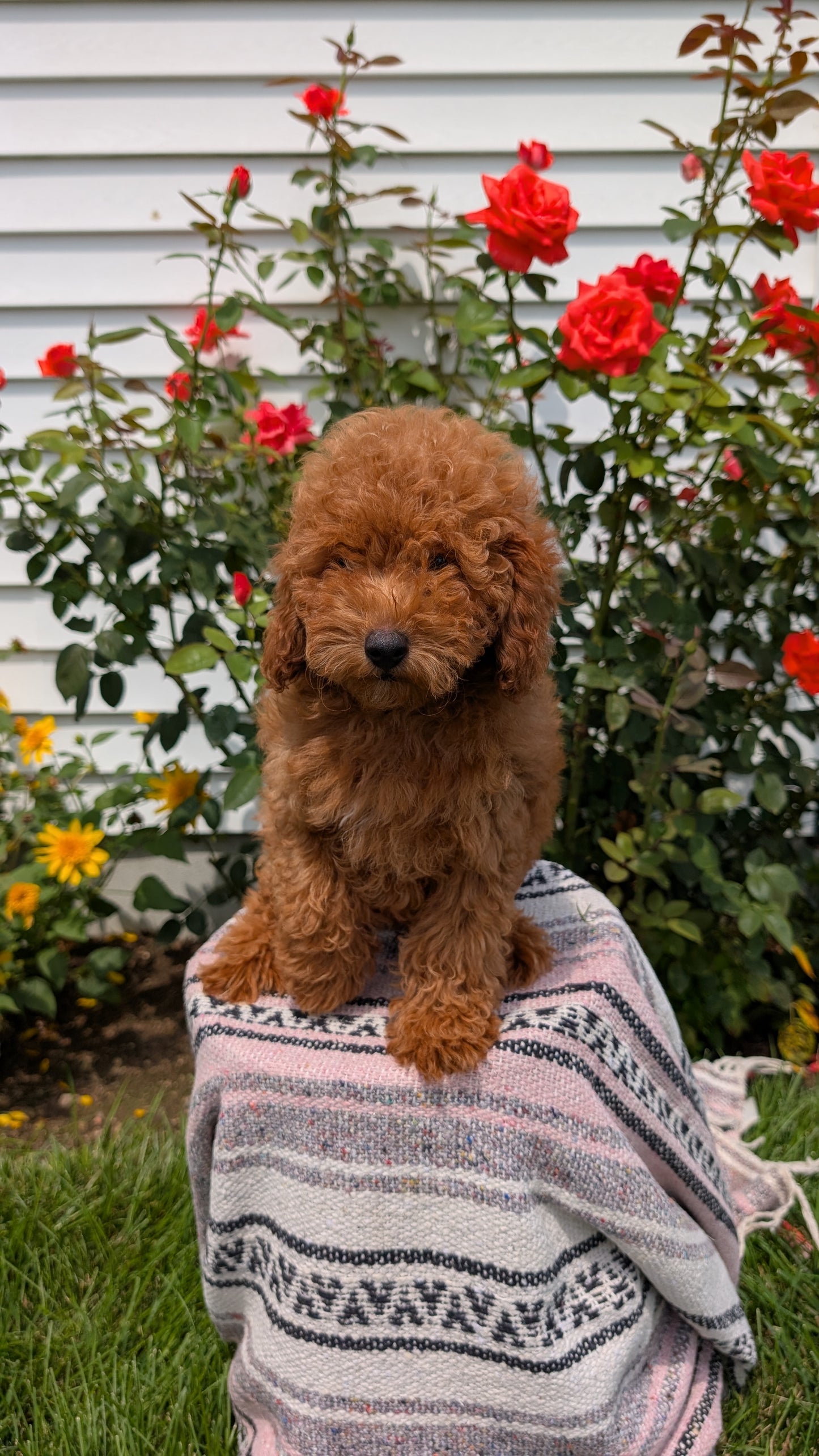 TOY POODLE (05/08) MALE