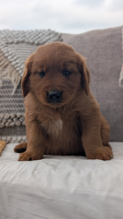 GOLDEN RETRIEVER (JUL 01) MALES