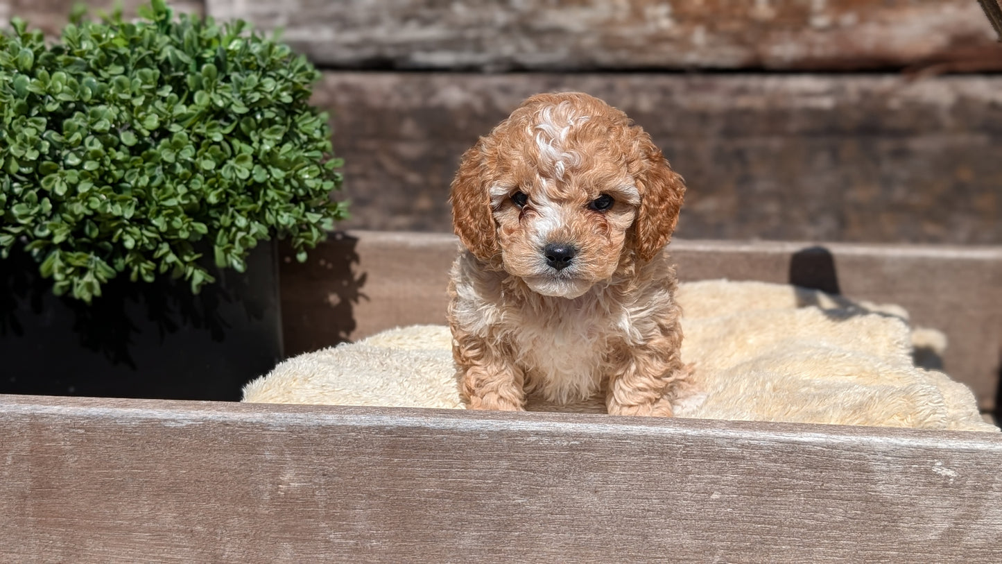 COCKAPOO (MAY 13) MALES