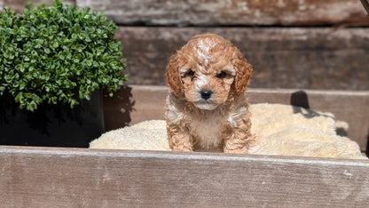 COCKAPOO (MAY 13) MALES