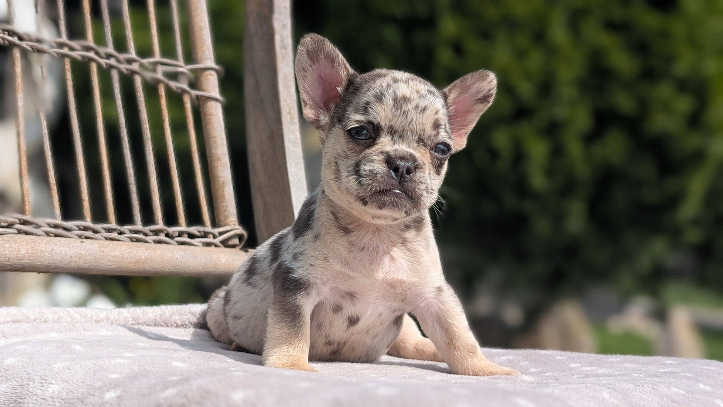FRENCH BULLDOG (07/11) FEMALE