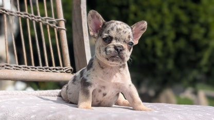 FRENCH BULLDOG (07/11) FEMALE