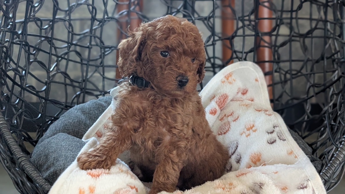 TOY POODLE (SEP 10) 4 MALES/2 FEMALES