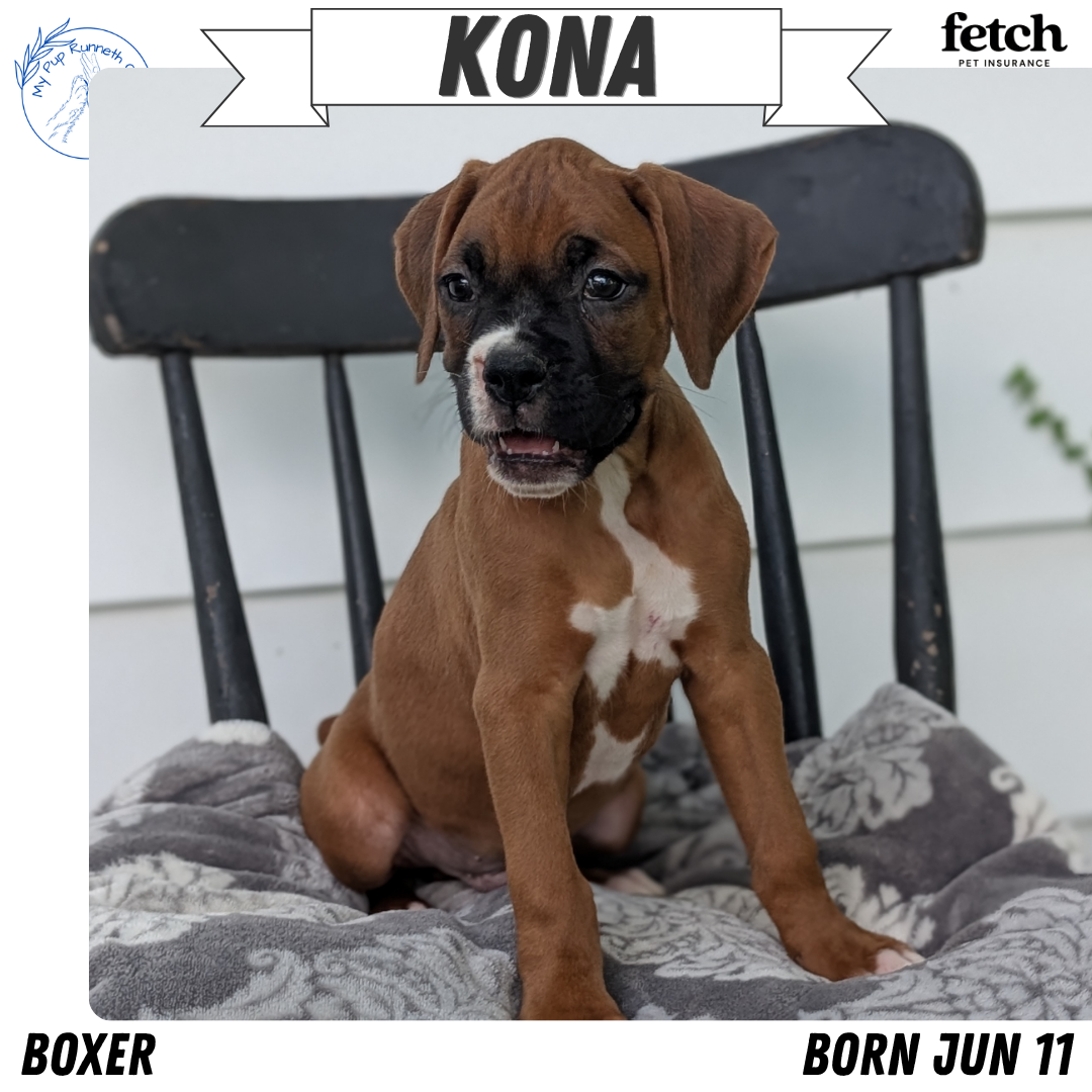 BOXER (JUN 11) MALES