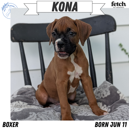 BOXER (JUN 11) MALES