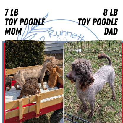 TOY POODLE (01/23) FEMALE