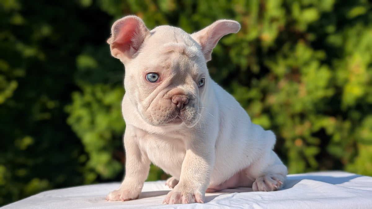 FRENCH BULLDOG (AUG 22) 3 MALES/1 FEMALE