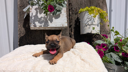FRENCH BULLDOG (05/07) MALE