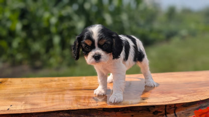 CAVALIER (MAY 30) FEMALES