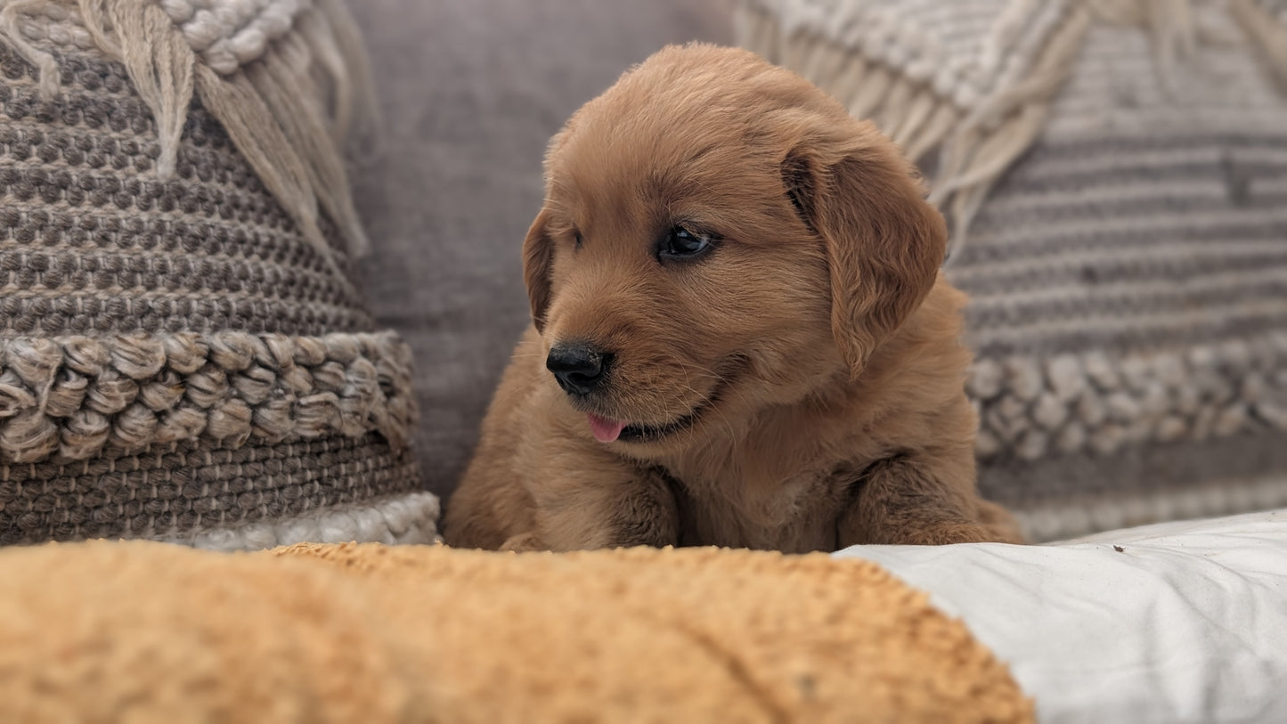 GOLDEN RETRIEVER (JUL 01) MALES