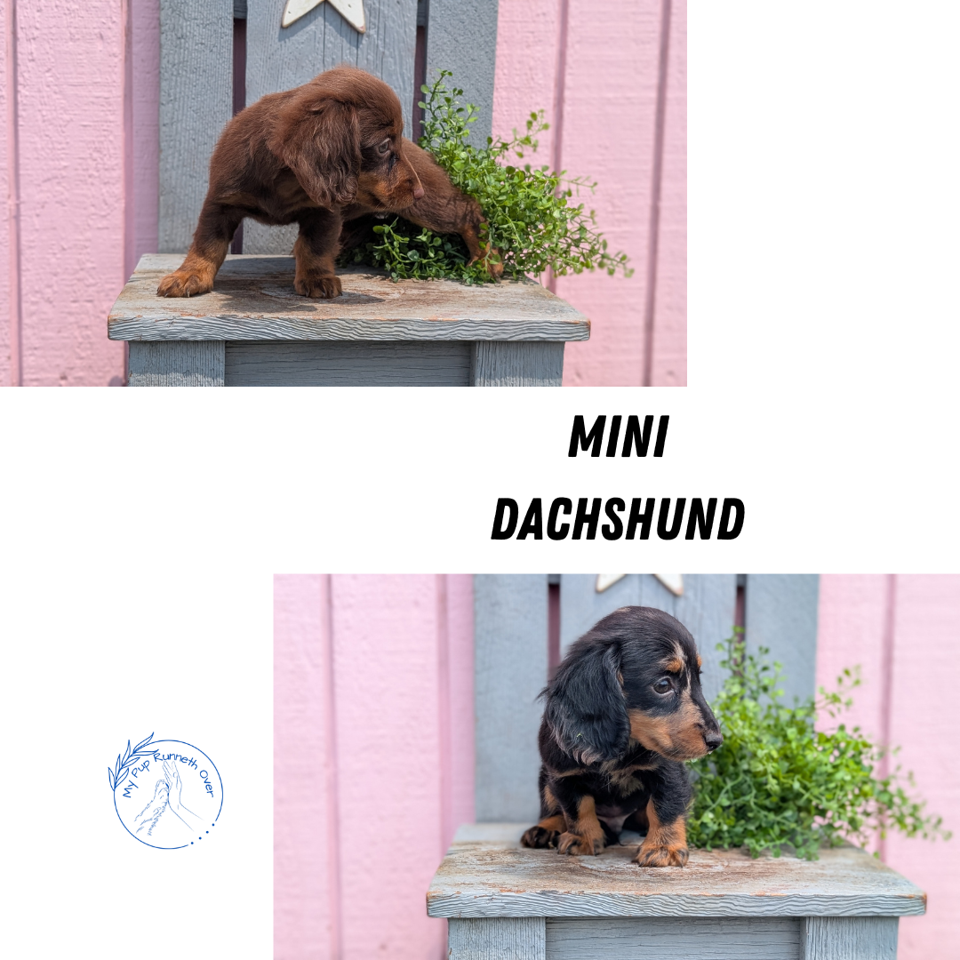 MINI DACHSHUND (APR 29) MALE