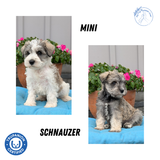MINI SCHNAUZER (07/10) MALE