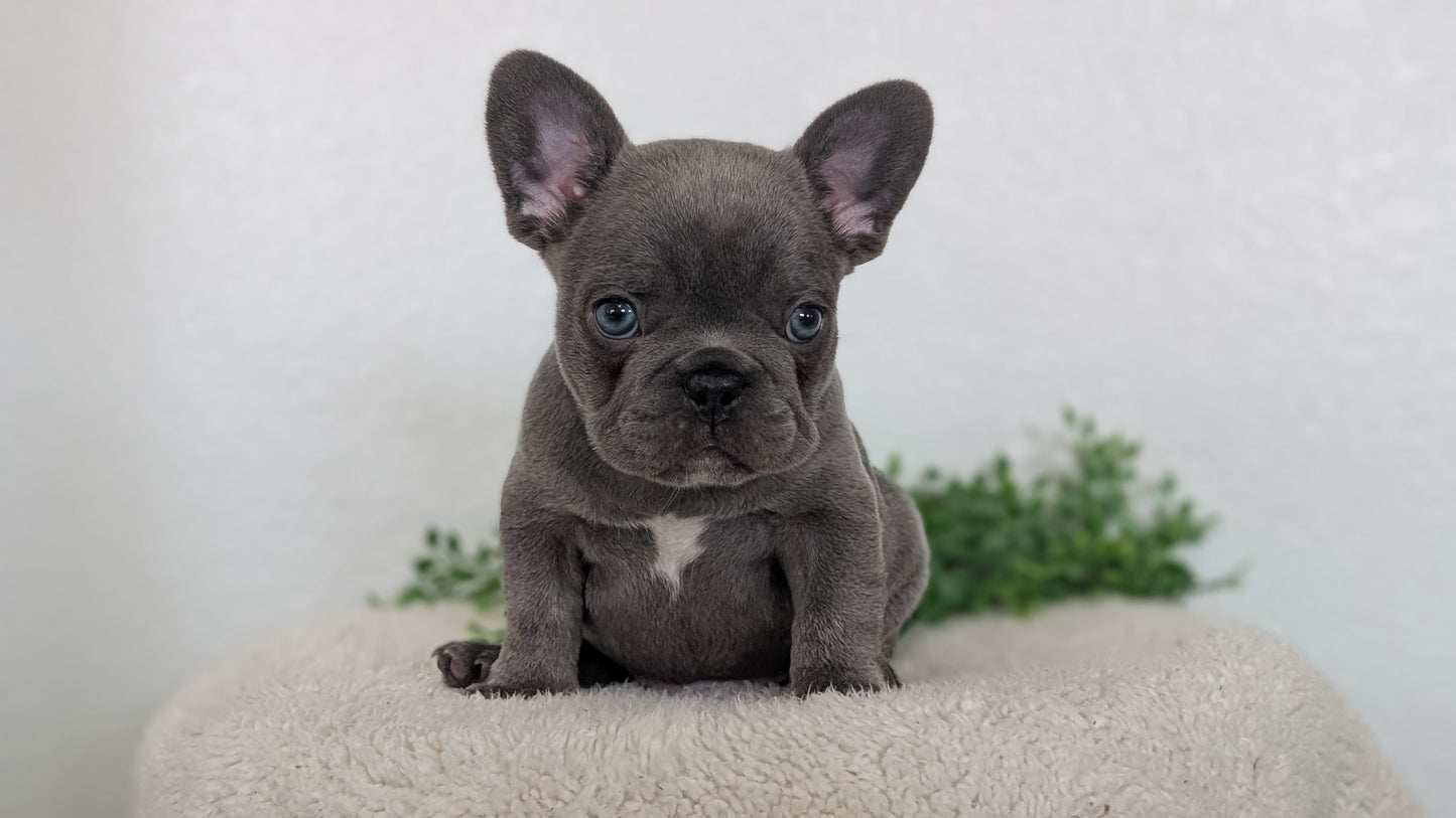 FRENCH BULLDOG (FEB 16) MALE