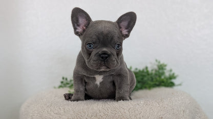 FRENCH BULLDOG (FEB 16) MALE