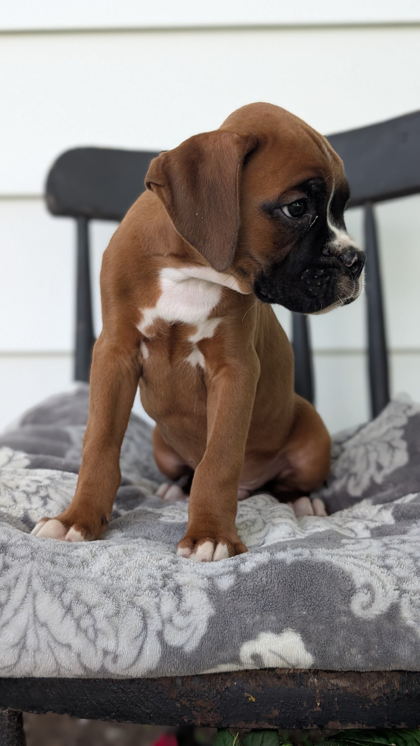 BOXER (JUN 11) MALES