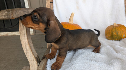 MINI DACHSHUND (08/13) MALE