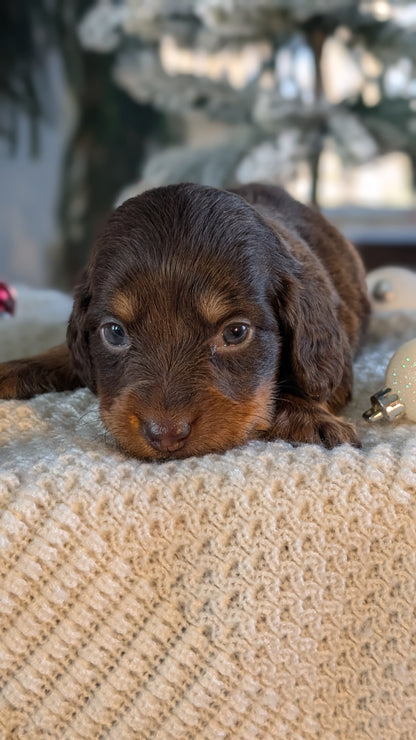 MINI DACHSHUND (NOV 16) FEMALES
