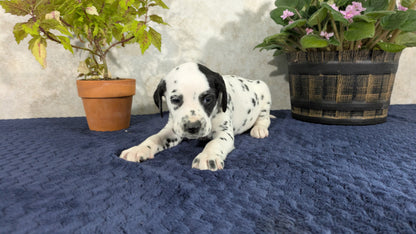 DALMATIAN (02/14) FEMALE