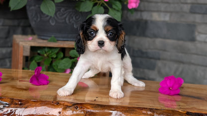 CAVALIER (JUL 29) 3 FEMALES