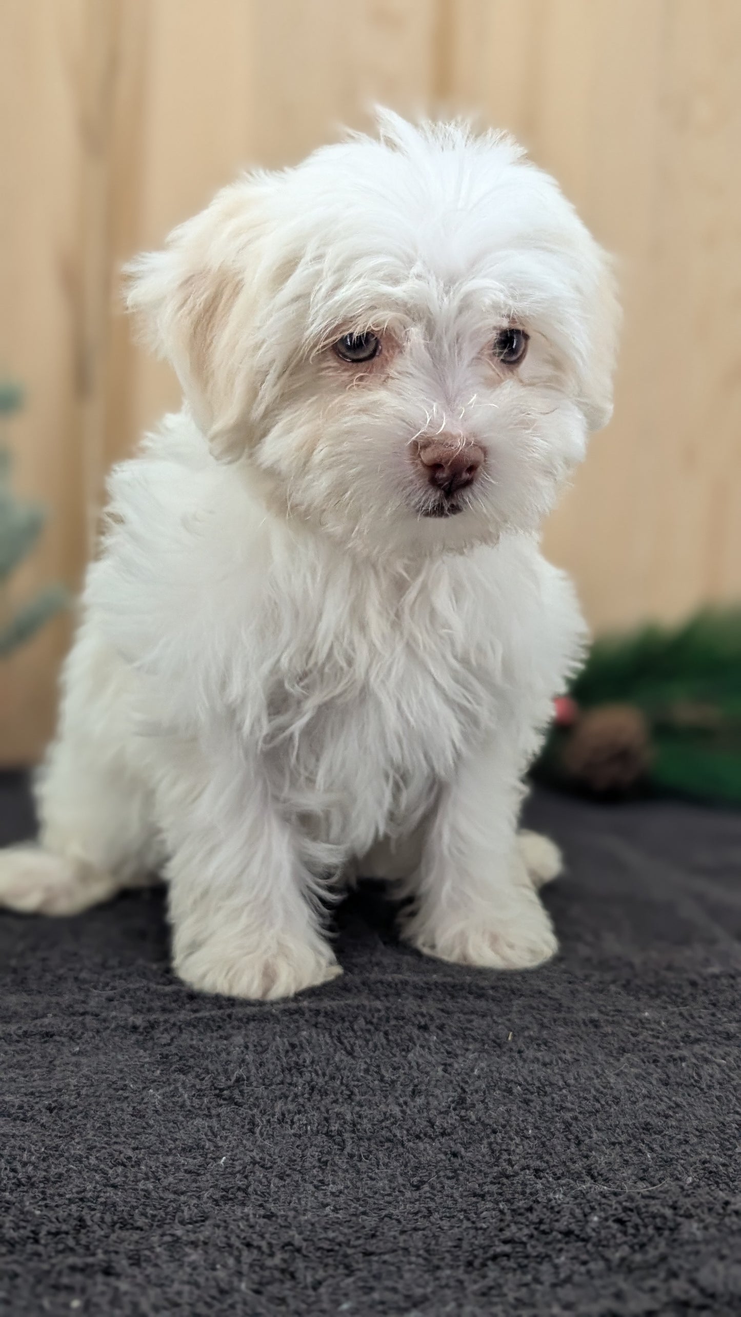 HAVANESE (09/13) FEMALE