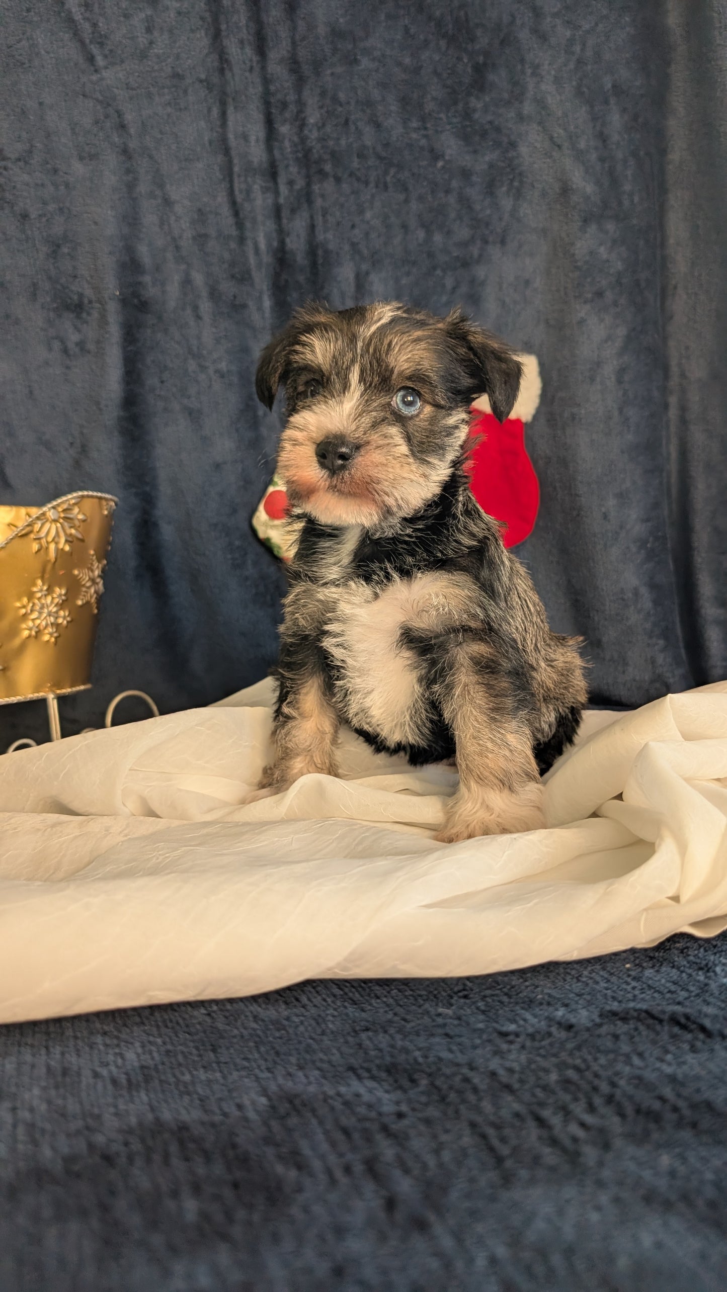 MINI SCHNAUZER (OCT 27) FEMALE