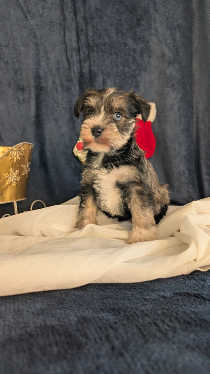 MINI SCHNAUZER (OCT 27) FEMALE