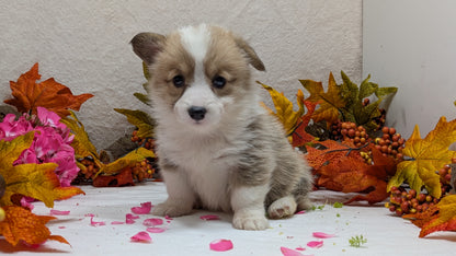 CORGI (09/17) FEMALE