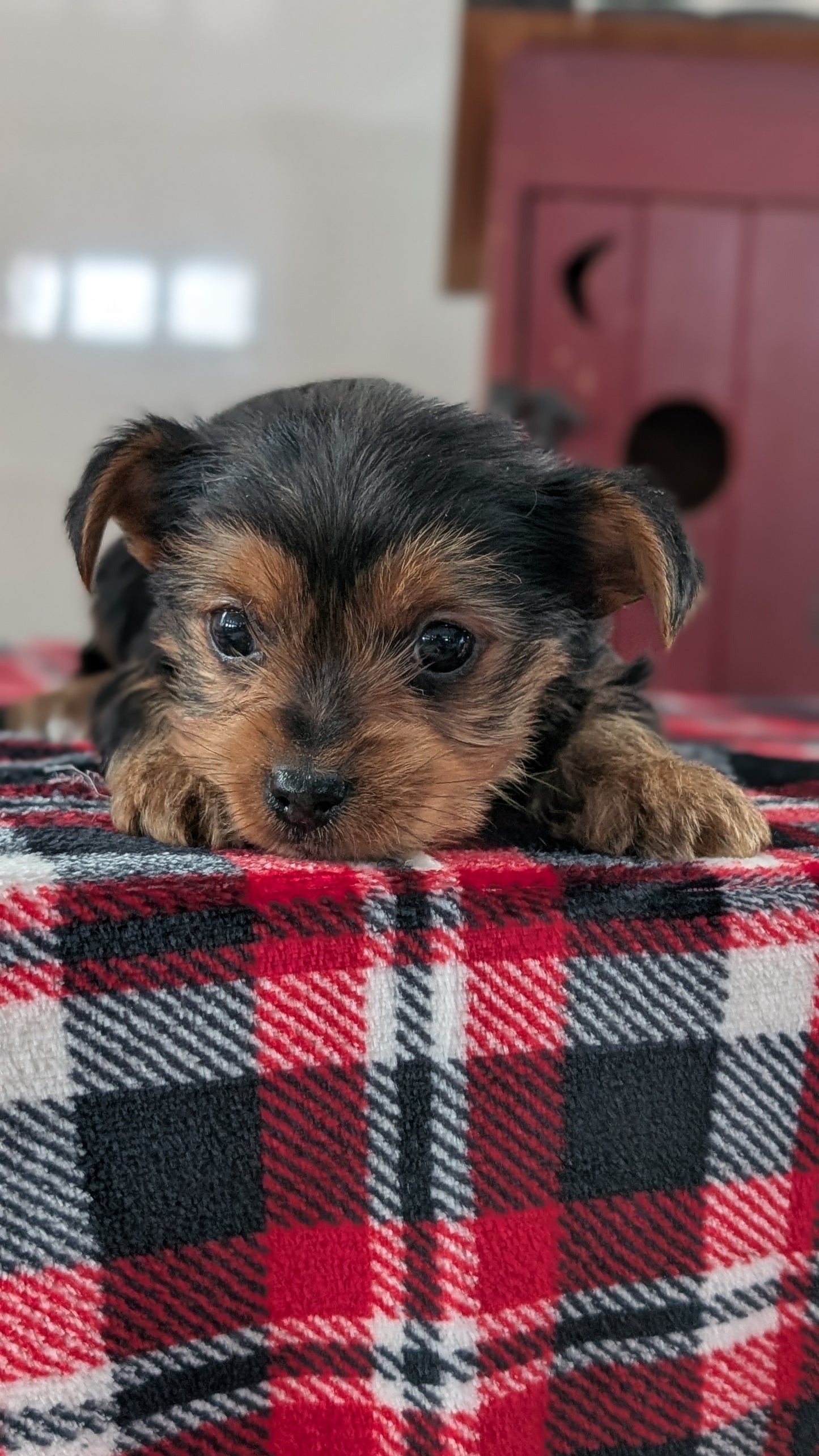 YORKSHIRE TERRIER (DEC 20) MALE