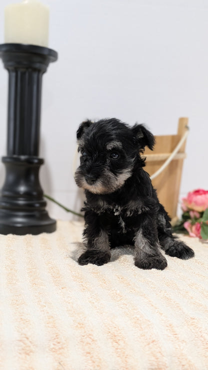 MINI SCHNAUZER (02/18) FEMALE