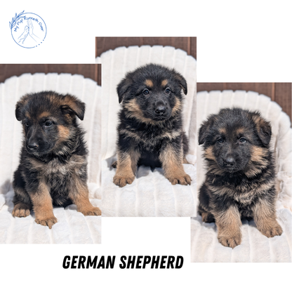 GERMAN SHEPHERD (MAR 28) FEMALE