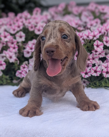 MINI DACHSHUND (JUN 04) MALE