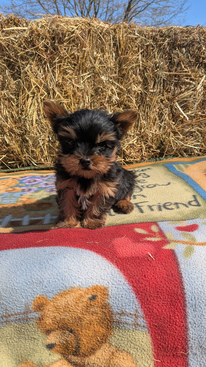 YORKSHIRE TERRIER (02/20) MALE