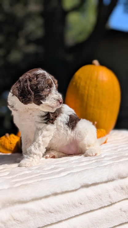 MINI BERNEDOODLE (07/25) FEMALE