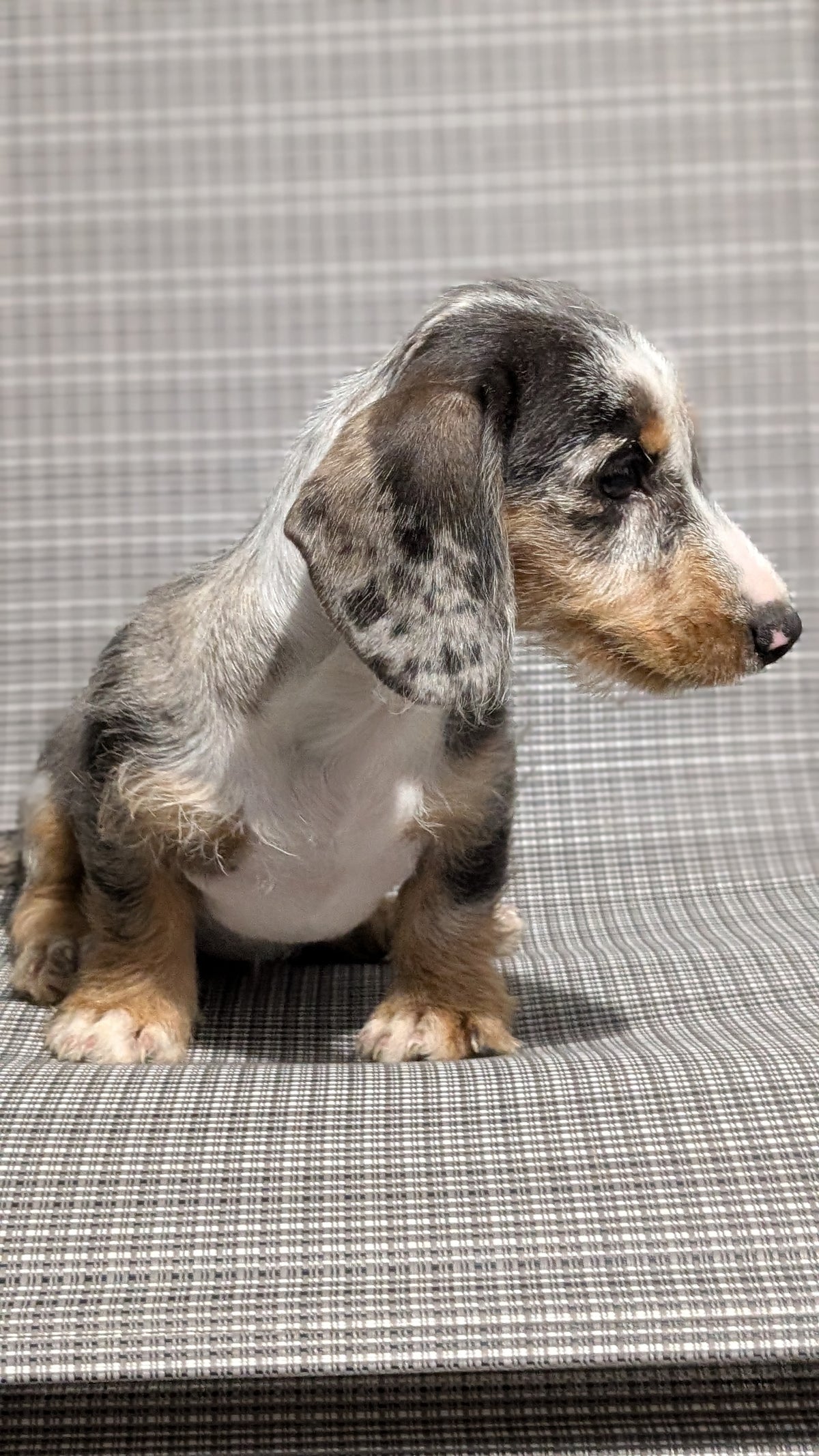 MINI DACHSHUND (JUN 04) FEMALES