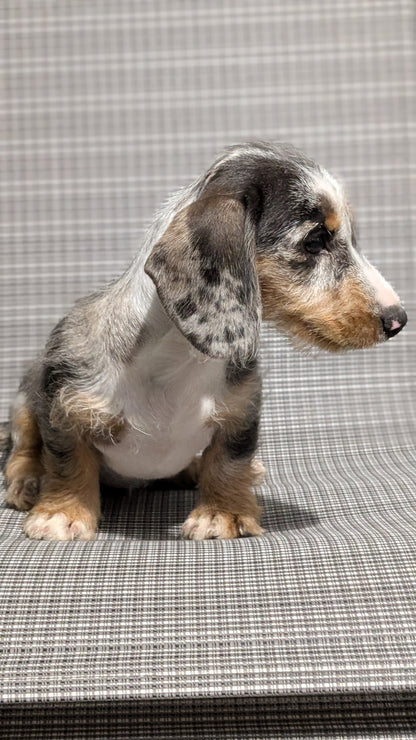 MINI DACHSHUND (JUN 04) FEMALES