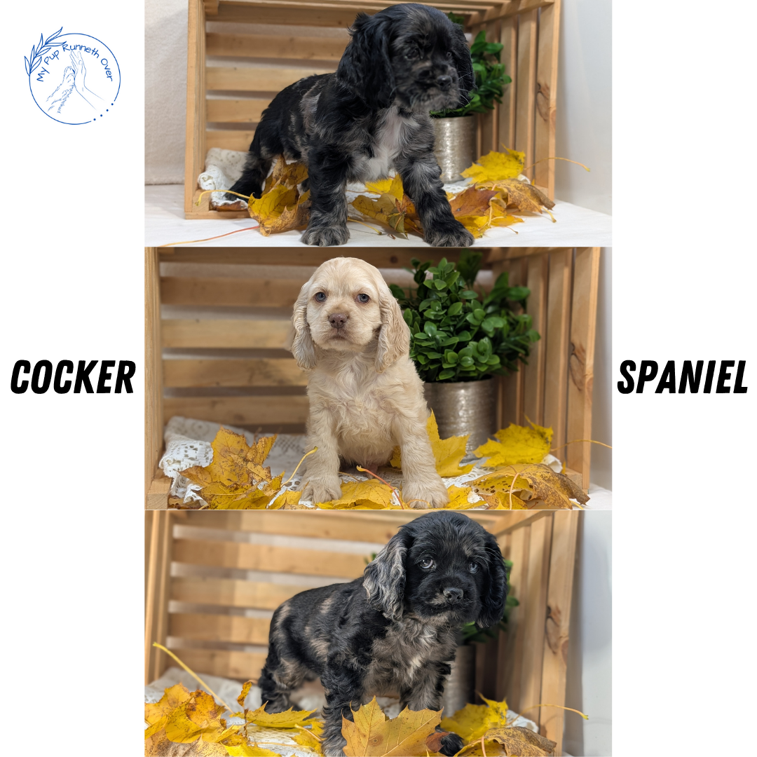 COCKER SPANIEL (09/20) FEMALE