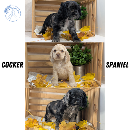 COCKER SPANIEL (09/20) FEMALE