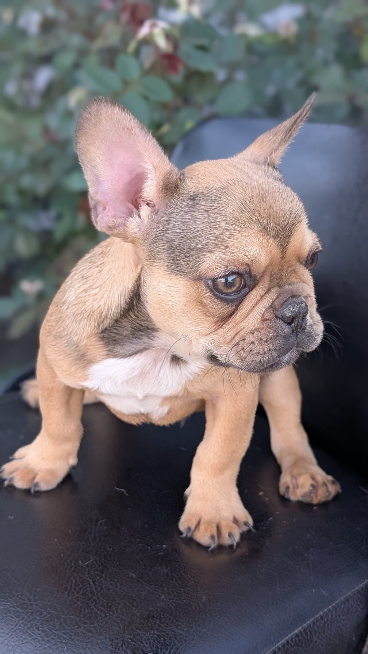 FRENCH BULLDOG (JUN 26) 2 MALES