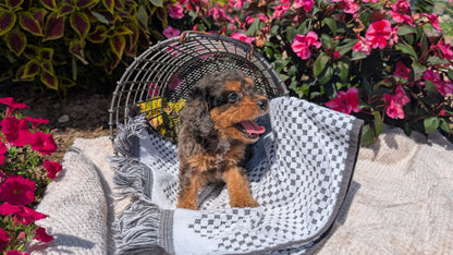 CAVAPOO (06/28) MALE