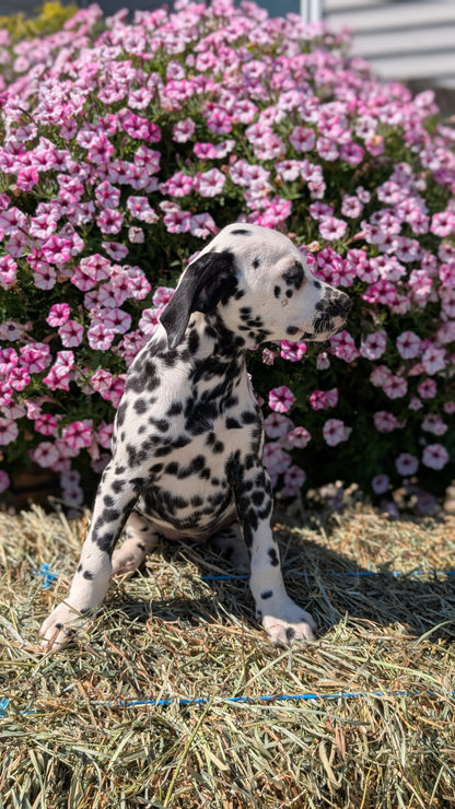 DALMATIAN (JUN 29) FEMALES