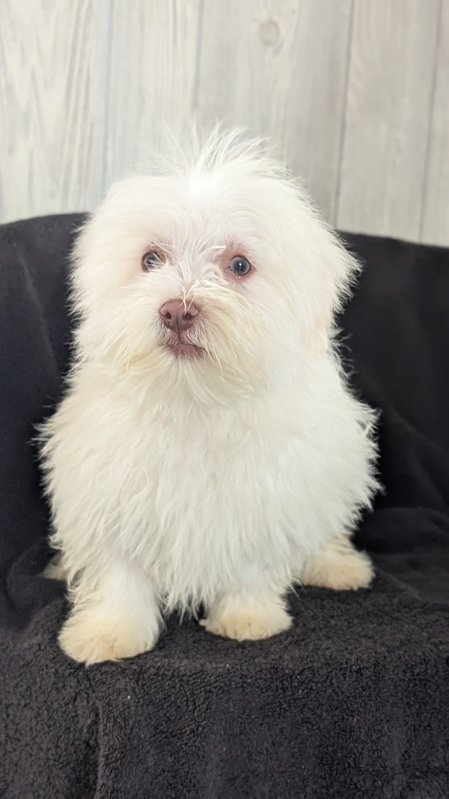 HAVANESE (OCT 25) MALES